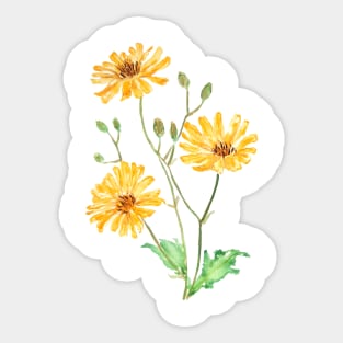 yellow wildflower hawksbeard painting Sticker